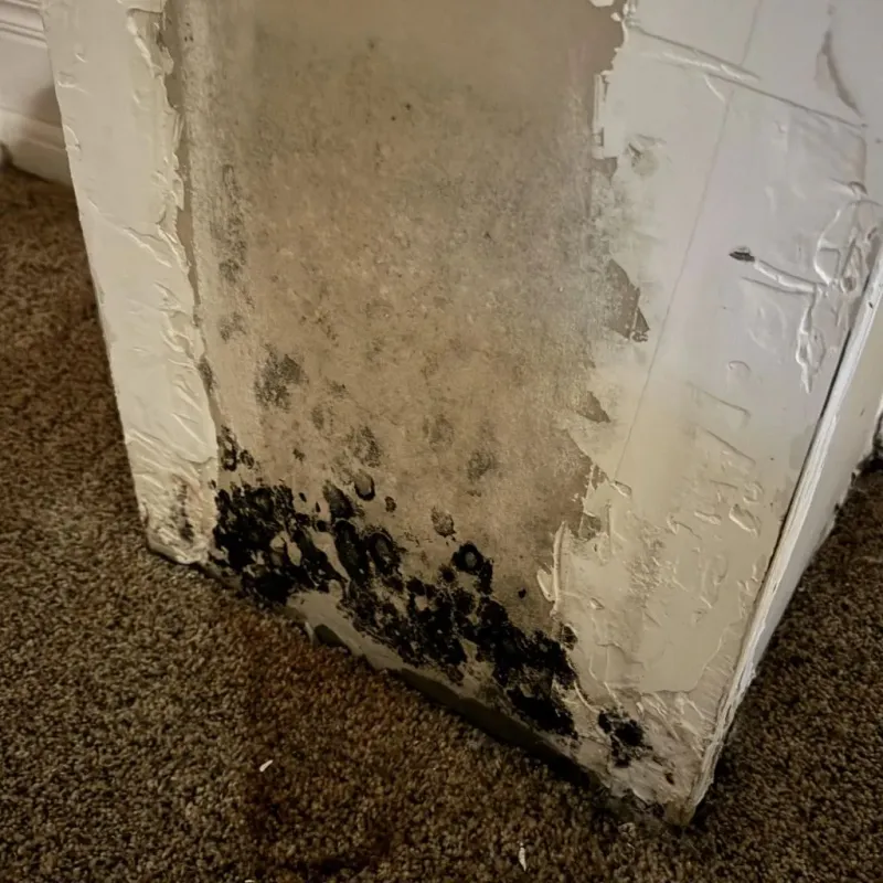 Professional Mold Removal in Maywood, CA